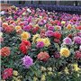 200 Pièces/Sac Graines De Bonsaï Décoratif Attirer Les Oiseaux à Croissance Rapide Couleur Mixte Dahlia Graines De Fleurs Pour L
