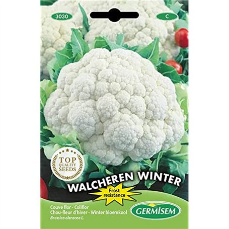 Germisem graines Chou-fleur d'hiver Walcheren Winter EC3030 Multicolore