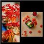 LEGO Botanicals 10348 Bonsai d'Érable Rouge du Japon - Kit de Construction pour Adulte