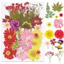 Lot de 65 véritables fleurs séchées pressées avec plusieurs pétales de fleurs séchées avec 5 marque-pages et pince à épiler pour
