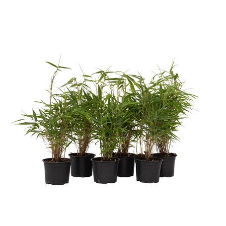 Plant in a Box - Fargesia Rufa - Set de 6 - Bambou des neiges - Arbuste exterieur - Persistant - Vert - Pot 13cm - Hauteur 25-40