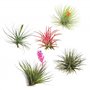 PLANT IN A BOX - Set de 5 Tillandsias- Plantes aériennes- H5-10cm