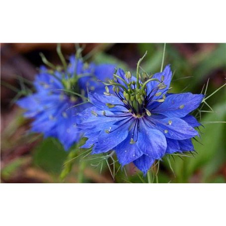 300 Graines NIGELLE Damas Bleu Indigo Miss Jekyll Non Traités Nigella Damascena