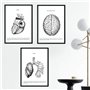 Nacnic Ensemble de 3 affiches d'anatomie en noir et blanc avec des images du corps humain. Pack de fiches sur la biologie avec C