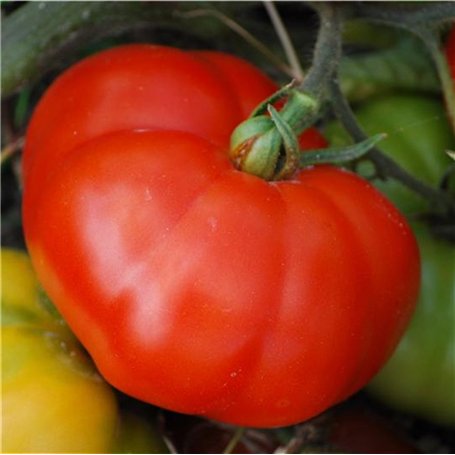 10 graines de tomate rouge marmande gros fruit potager légume semence potager