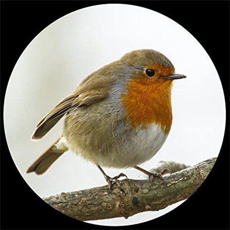 Presse-papier en verre bombé - Robin