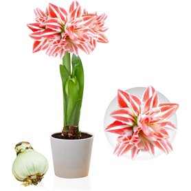 Amaryllis Bulbe Double Striped - 1 pièce fleurs en grand format 26/30 - Bulbe Amaryllis - Véritables plantes de Hollande - Hippe