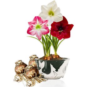 Amaryllis Bulbe Collection Budget - 3 pièces fleurs en grand format 26/28 - Bulbe Amaryllis - Mélange de vraies plantes de Holla