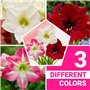 Amaryllis Bulbe Collection Budget - 3 pièces fleurs en grand format 26/28 - Bulbe Amaryllis - Mélange de vraies plantes de Holla