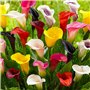 Collection de Bulbes de Calla Lilies Zantedeschia - 10 pièces - 5 Variétés - 2 de Chaque Couleur - Idéal pour Pots et Jardin - M