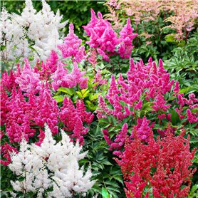 Collection de Plantes Vivaces Astilbe Rustiques (10 racines) - Mélange de 5 Variétés pour Jardin - 2 de Chaque Couleur - Grandes