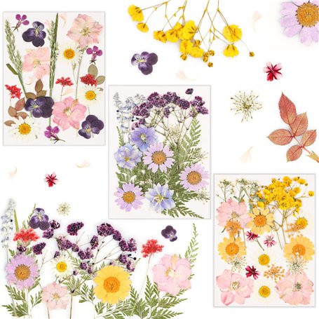 Vraies Fleurs Pressées Séchées 66 Pièces