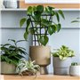 Plantes d'Intérieur et Jardinières - Tuteur D