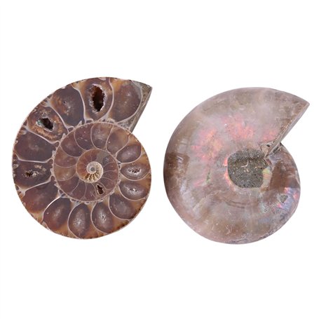 Spécimen d'ammonite Fossil