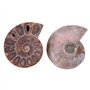 Spécimen d'ammonite Fossil