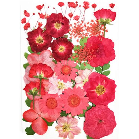 Vraies Fleurs Pressées Séchées pour Décorations Florales Art Artisanat Scrapbooking Fleurs Pressé Séchées pour Bricolage Bougie
