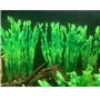 Plantes artificielles d'aquarium,10 Pack Plantes en Plastique décorations pour aquariu,Aquarium Plante Ornement