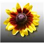 100 graines Fleurs à semer - Le Grenier d'Abondance - RUDBECKIA Hirta Gloriosa Daisies