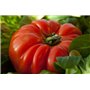 100 graines de tomate coeur de boeuf gros fruit rouge