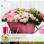 Plant in a Box - Hydrangea macrophylla 'Early Blue', 'Early Pink', 'Wudu' - Hortensia - Mélange de 6 - Pot 10,5cm - Hauteur 25-4