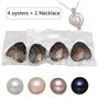 Lot de 4 huîtres rondes en perles d'eau douce de différentes couleurs brillantes et significatives, huîtres avec perles à l'inté