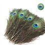 20 Plumes de Paon Naturelles