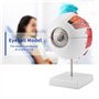 SANON Modèle D'anatomie Du Globe Oculaire Grossissement 6X Modèle de Globe Oculaire Humain Amovible pour L'enseignement de L'étu