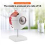 SANON Modèle D'anatomie Du Globe Oculaire Grossissement 6X Modèle de Globe Oculaire Humain Amovible pour L'enseignement de L'étu