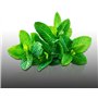 250 graines Aromatiques à semer - Le Grenier d'Abondance - MENTHE Verte - Mentha viridis
