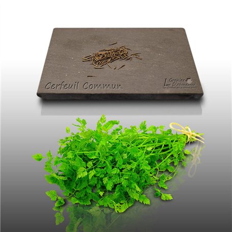 100 graines d'Aromatiques à semer - Le Grenier d'Abondance - CERFEUIL - Anthriscus cerefolium