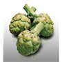 25 graines à semer - Le Grenier d'Abondance - ARTICHAUT Vert de Laon - Cynara cardunculus