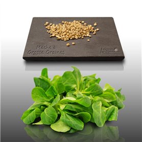 250 graines à semer - Le Grenier d'Abondance - MACHE A grosse graine - Valerianella locusta