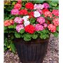Géranium "zonale F2 Colorama Mixed", Graines prêt à Pousser Minigarden, 100% Naturelles sans Propagateurs Chimiques ni Génie Gén