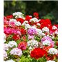 Géranium "zonale F2 Colorama Mixed", Graines prêt à Pousser Minigarden, 100% Naturelles sans Propagateurs Chimiques ni Génie Gén