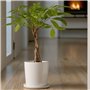 Plant in a Box - Pachira Aquatica - plante d'intérieur - Arbres à monnaie - Pot 17cm - Hauteur 60-70cm