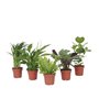 Plant in a Box - Plantes d'intérieur purificatrices d'air - Mix de 5 Plantes - Pot 12cm - Hauteur 25-40cm