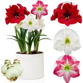 Collection de bulbes d'Amaryllis