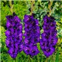 Glaïeuls Violet