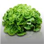 500 graines à semer - Le Grenier d'Abondance - LAITUE A COUPER Feuille de Chêne Blonde - Lactuca sativa