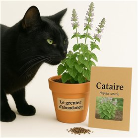 300 graines à semer - Le Grenier d'Abondance - Cataire - Nepeta Cataria