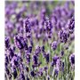 Lavande, Graines prêt à Pousser Minigarden, 100% Naturelles sans Propagateurs Chimiques ni Génie Génétique, inclut entre 240 et