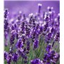 Lavande, Graines prêt à Pousser Minigarden, 100% Naturelles sans Propagateurs Chimiques ni Génie Génétique, inclut entre 240 et