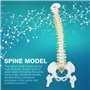 Modèle de Colonne Vertébrale, Modèle de Colonne Vertébrale avec Support, Modèle de Colonne VertéBrale Humaine Flexible Amovible 