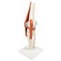 3B Scientific A82/1 Modèle Fonctionnel de Luxe de l'Articulation du Genou + Application anatomie gratuite - 3B Smart Anatomy