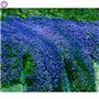 30 Pcs Thym Rampant Ou Multi-Couleur Rock Cress Vivace Fleur Couvre-sol Fleur Jardin Dcoration Graines: 3