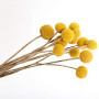 Lot de 30 tiges de fleurs séchées naturelles Craspedia de 2,5 à 4 cm de diamètre - Boutons jaunes - Bouquet de fleurs séchées na
