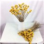 Lot de 30 tiges de fleurs séchées naturelles Craspedia de 2,5 à 4 cm de diamètre - Boutons jaunes - Bouquet de fleurs séchées na