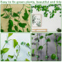 Bafumiu Pack de 60 Support Plante Grimpantes, Support Autocollant pour Plantes, Attache Cable Mural, Accessoires pour Plantes, F