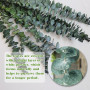 12 Pièces 45cm Eucalyptus Seches Naturel d'Eucalyptus Fleurs Séchées pour Mariage Arrangement Floral Home Deco