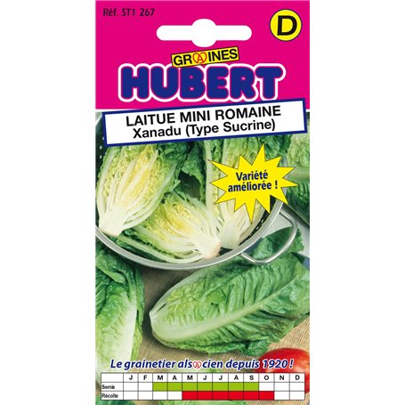 Graines de Laitue Mini Romaine Xanadu (Type Sucrine) - 0